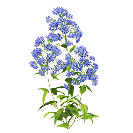 Vibrant blue wildflowers in full bloom.の写真素材