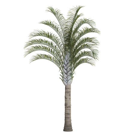 Tall artificial palm tree on white backgroundの写真素材