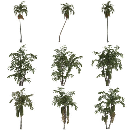 Collection of diverse palm tree types.の写真素材