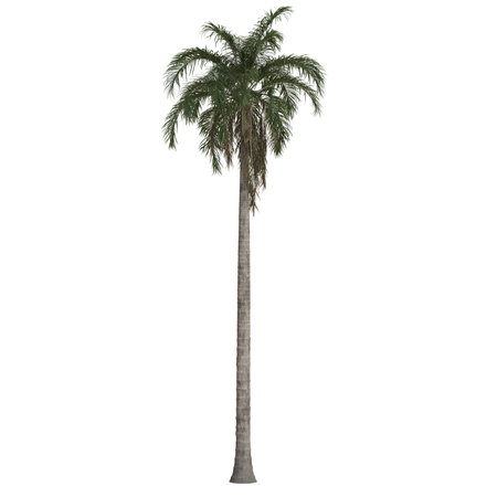 Tall palm tree against a white backgroundの写真素材