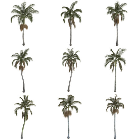 Nine palm trees isolated on a white backgroundの写真素材
