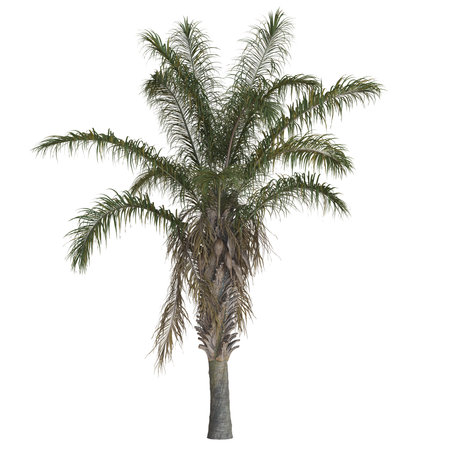 Tall palm tree with lush green fronds.の写真素材