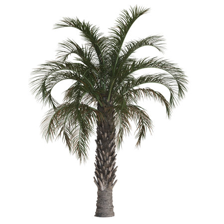Lush palm tree on a white backgroundの写真素材