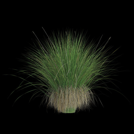 Lush green ornamental grass on black backgroundの写真素材