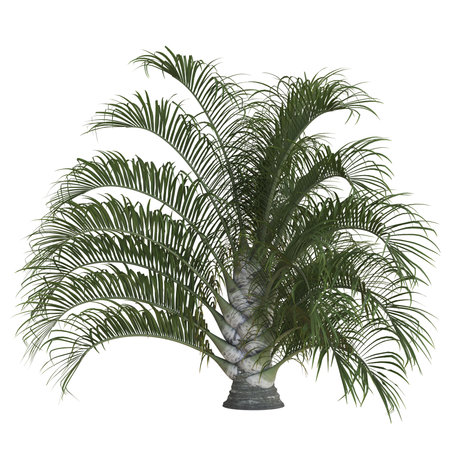 Lush green palm plant with arching frondsの写真素材