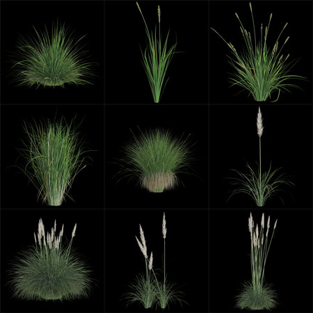 Various ornamental grass arrangements on black backgroundの写真素材