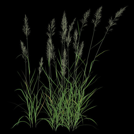 Elegant grasses against a black backgroundの写真素材