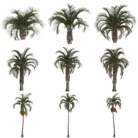 Nine palm trees on a white backgroundの写真素材