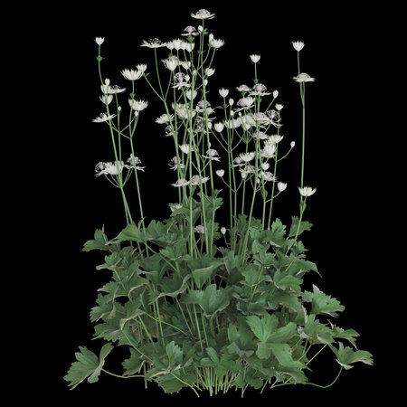 Elegant white wildflowers on tall green stems.の写真素材