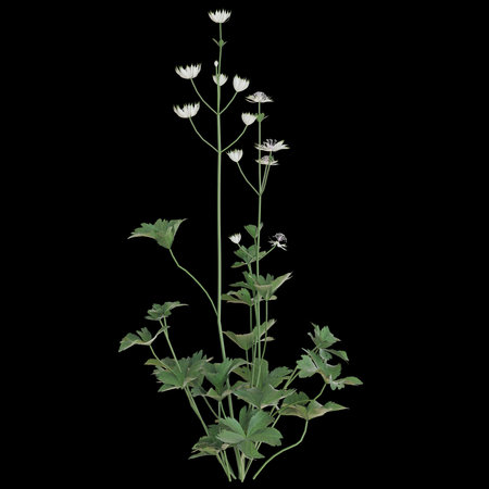 Delicate white flowers against a black backgroundの写真素材