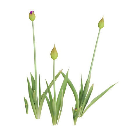 Three budding tulips isolated on white background.の写真素材