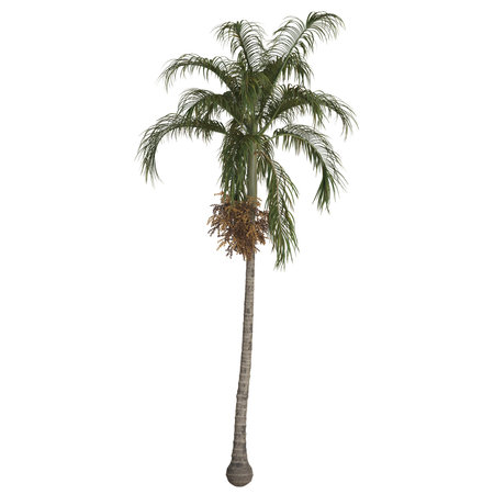 Tall palm tree isolated on white background.の写真素材