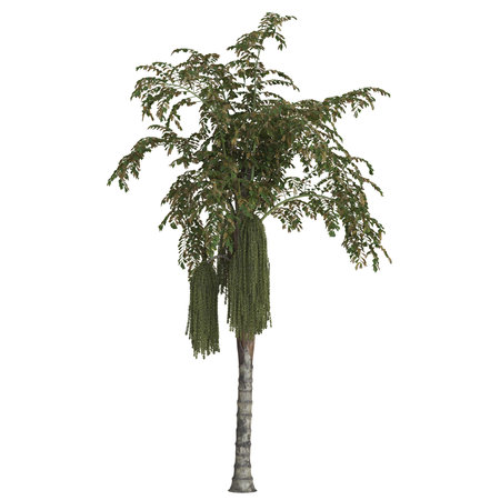 Tall palm tree with lush green leaves and clusters.の写真素材