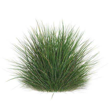 Lush green grass bush on white backgroundの写真素材