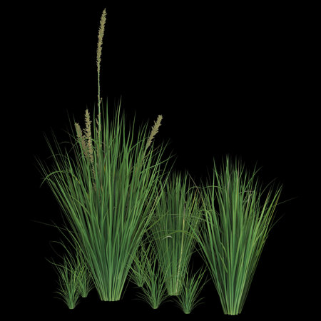 Variety of tall grasses against a dark backgroundの写真素材