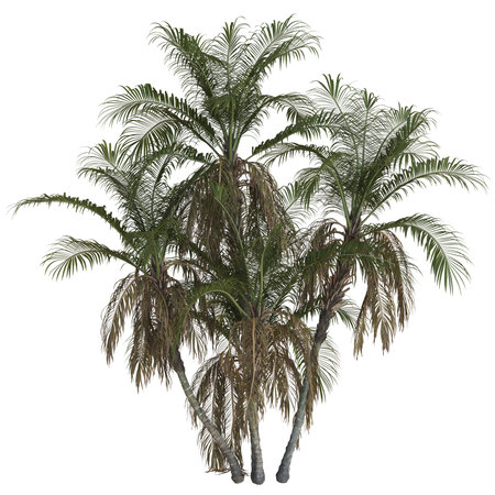 Cluster of tropical palm trees in lush greenery.の写真素材
