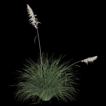 Lush pampas grass against a stark black background.の写真素材