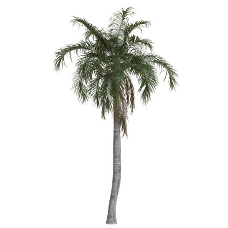 Tall palm tree against a clear skyの写真素材