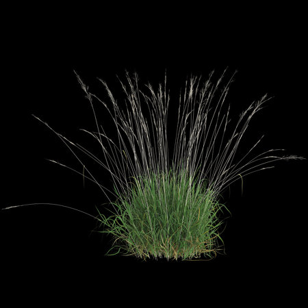 Tall grass against a black background.の写真素材