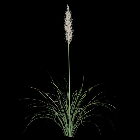 Tall ornamental grass against a dark background.の写真素材