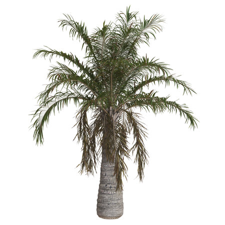 Tall palm tree with slender trunk in isolationの写真素材