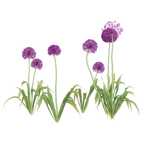 Vibrant purple Allium flowers in bloomの写真素材