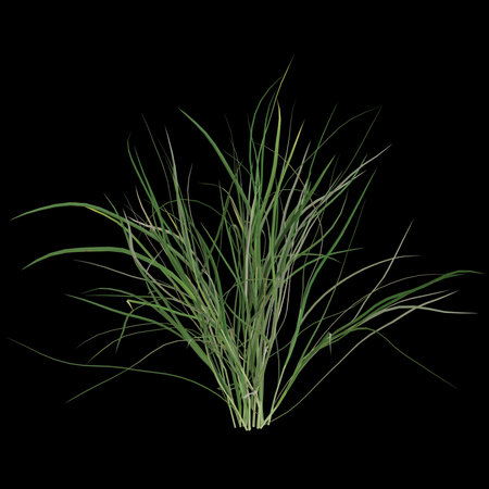 Lush green grass blades on black backgroundの写真素材