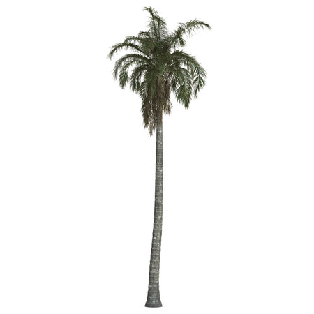 Tall palm tree against a white background.の写真素材