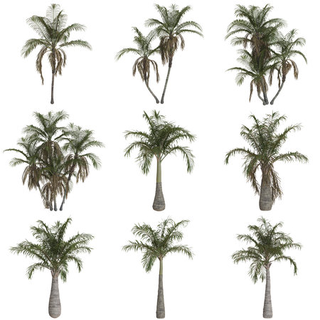 Collection of diverse palm trees on white backgroundの写真素材