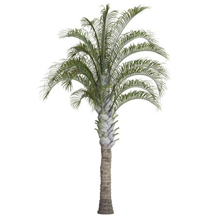Tall palm tree with lush fronds.の写真素材