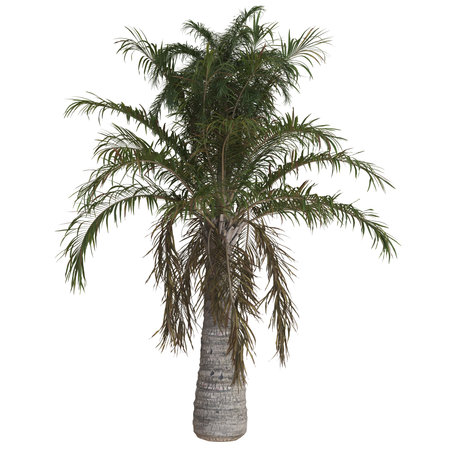 Tropical palm tree in a minimalist setting.の写真素材