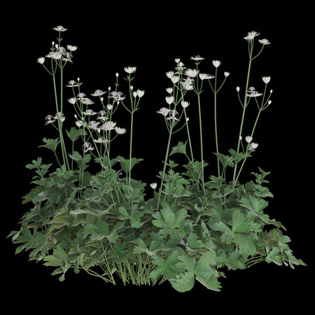Lush green plant with delicate white flowersの写真素材