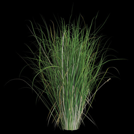 Lush ornamental grass against a black backgroundの写真素材