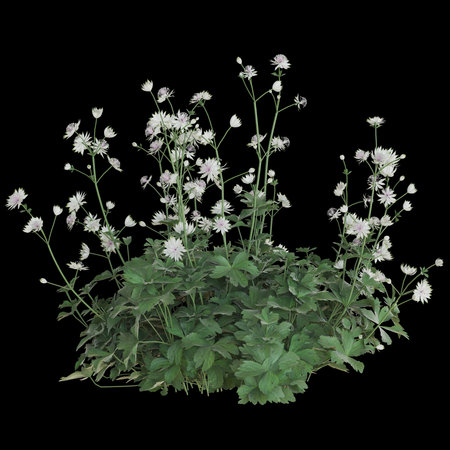 White meadow flowers on a dark backgroundの写真素材