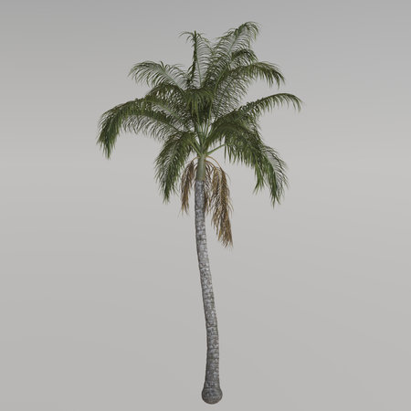 Tall palm tree against a minimalist backdrop.の写真素材