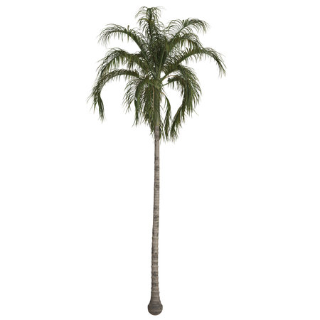 Tall, lush palm tree against a white background.の写真素材