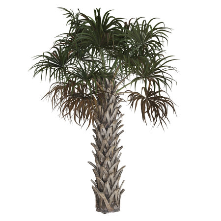 Lush tropical palm tree isolated on white backgroundの写真素材