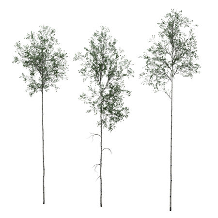 Three slender trees with sparse foliage.の写真素材