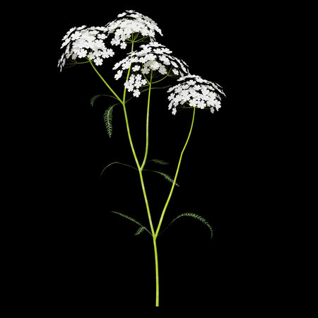 Delicate white flowers against a black backgroundの写真素材