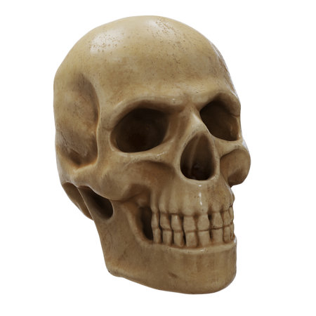 Realistic human skull model on a white background.の写真素材