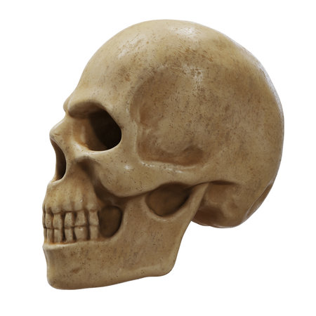 Realistic human skull sculpture on white background.の写真素材