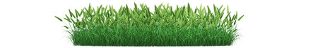Lush green grass with taller blades and seed heads.の写真素材