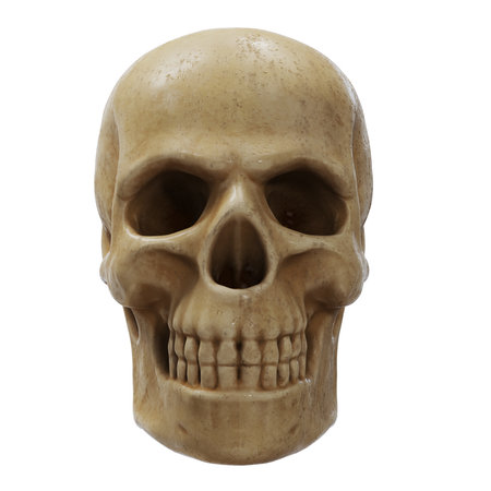 Realistic human skull model on white backgroundの写真素材
