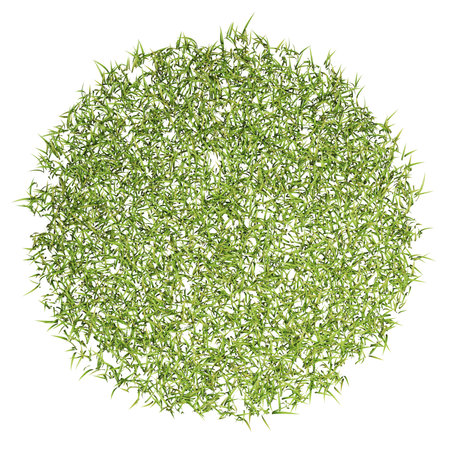 Circular cluster of lush green grass on white.の写真素材