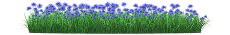 Vibrant blue cornflowers in lush green grass.の写真素材