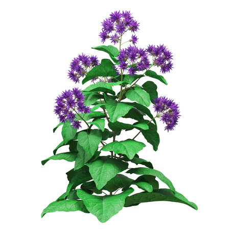 Vibrant purple thistle flowers with lush green leavesの写真素材