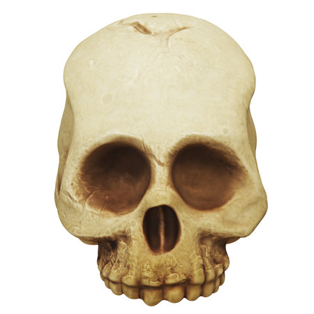 Realistic human skull illustration on white backgroundの写真素材