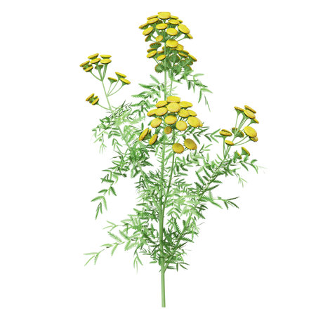 Botanical illustration of a tansy plant.の写真素材