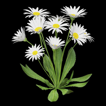 Vibrant daisies against a black background.の写真素材