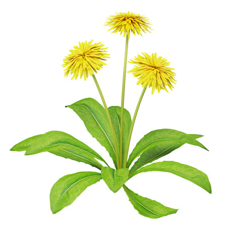 Vibrant yellow dandelions with lush green leavesの写真素材